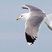 California Gull